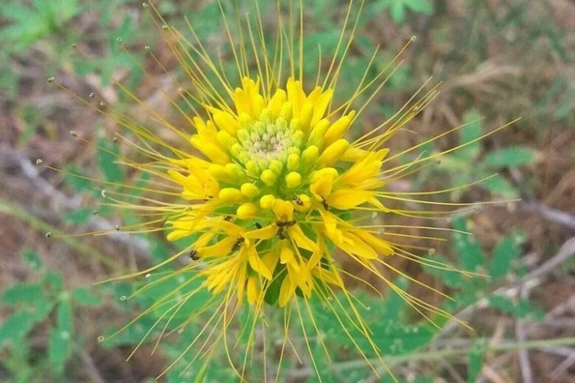 Golden Bee Spider Seeds - Clome Spinosa Perennial - 100 Pack for Pollinator Garden, Vibrant Golden Blooms, Easy to Grow