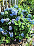 Blue Hydrangea Cuttings - 10 Unrooted Hydrangea macrophylla Propagation Stock, 8-10 Inches