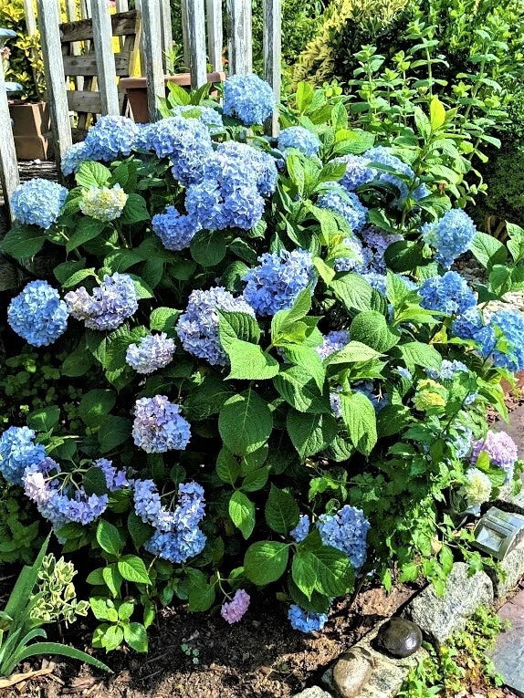 Blue Hydrangea Cuttings - 10 Unrooted Hydrangea macrophylla Propagation Stock, 8-10 Inches