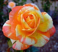 Orange White Rose Seeds - Perennial Flower Seeds for Garden Beds & Borders - Rosa spp. - 10 Pack