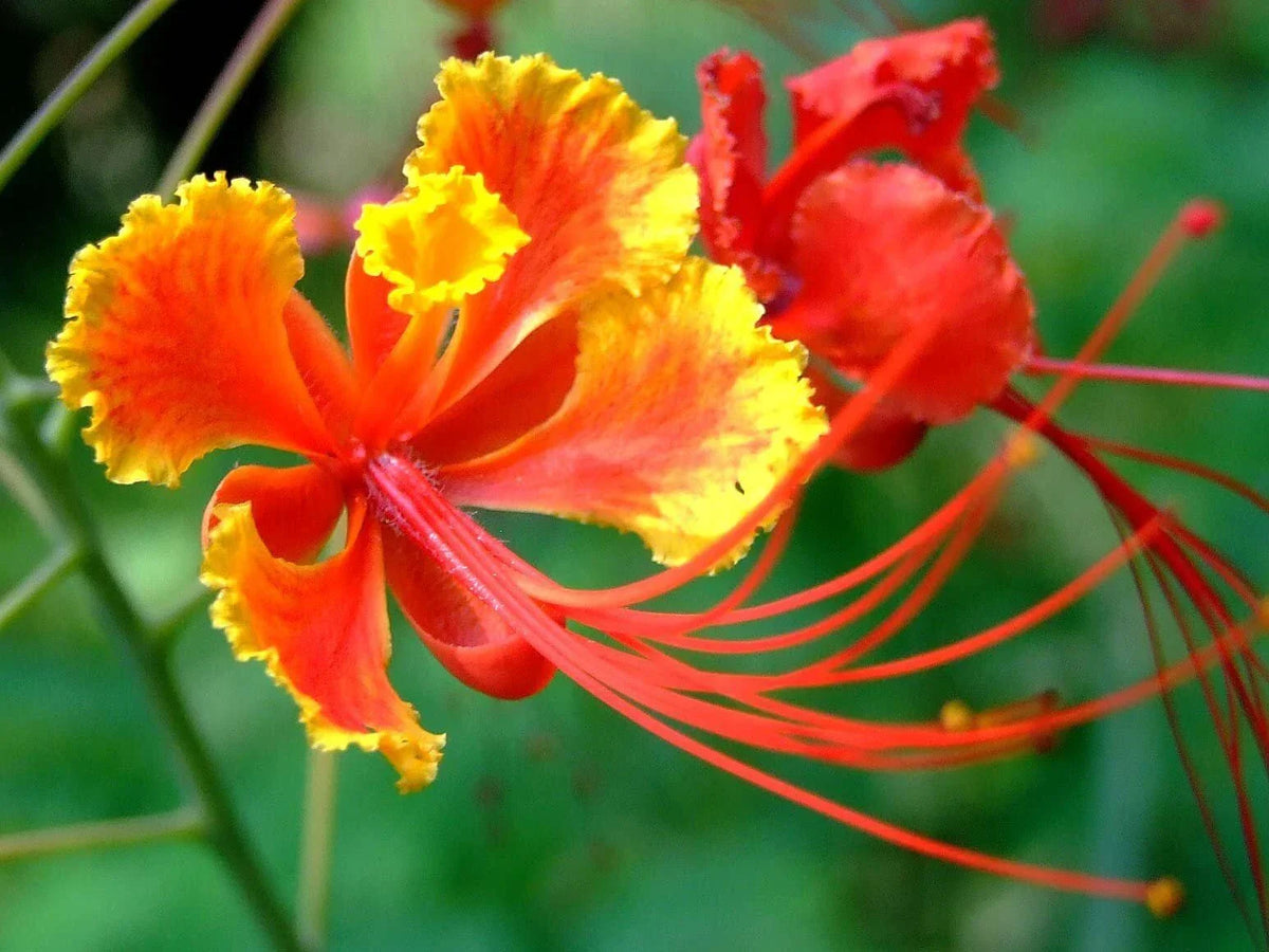 Red Bird of Paradise Flower Seeds - 10 Seeds, Tropical Garden Plant, Caesalpinia pulcherrima, Vibrant Red and Yellow Blooms