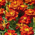 French Marigold Seeds - Red Cherry Variety - Non-GMO, 200 Count, Tagetes patula, Beneficial for Vegetable Gardens