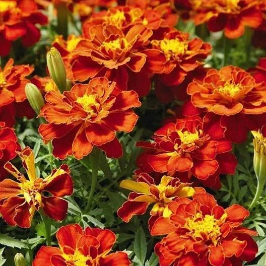French Marigold Seeds - Red Cherry Variety - Non-GMO, 200 Count, Tagetes patula, Beneficial for Vegetable Gardens