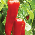 Big Jim Hot Pepper Seeds – Heirloom, NON-GMO, Capsicum annuum, Fresh Garden Seeds, Spicy Peppers for Cooking & Gardening