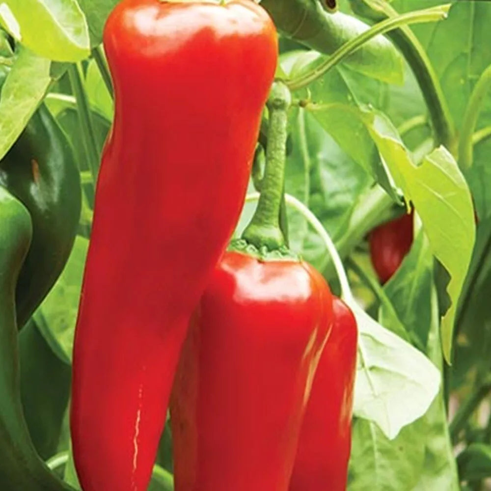 Big Jim Hot Pepper Seeds – Heirloom, NON-GMO, Capsicum annuum, Fresh Garden Seeds, Spicy Peppers for Cooking & Gardening