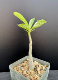 Adenium Arabicum x Socotranum Hybrid Succulent Plant - Rare Desert Rose in 2.5" Pot