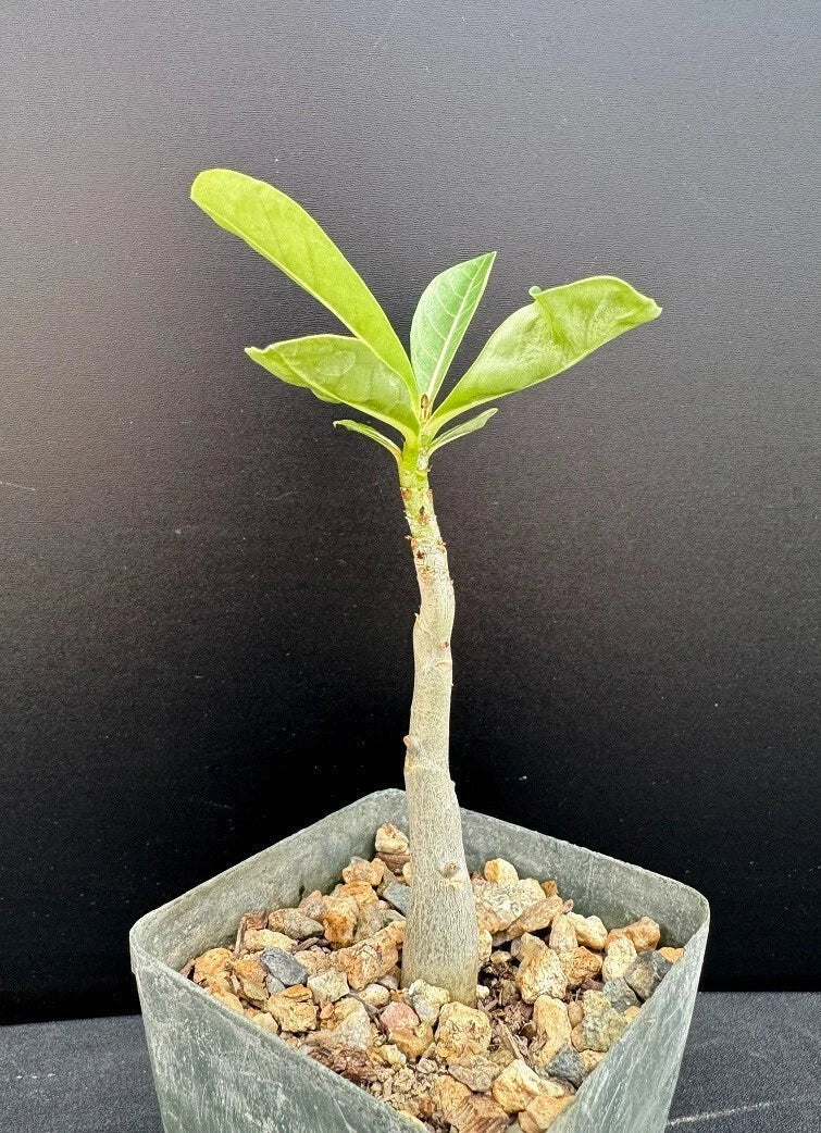 Adenium Arabicum x Socotranum Hybrid Succulent Plant - Rare Desert Rose in 2.5" Pot