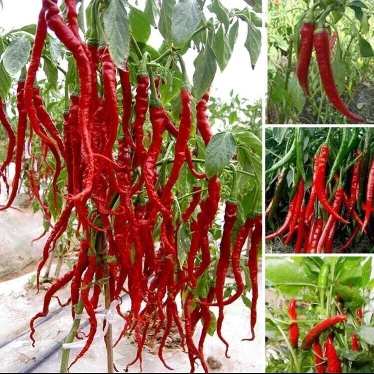 Giant Spicy Red Chili Pepper Seeds – Capsicum Annuum – 30 Pack – Fiery Hot Peppers for Gardening and Cooking