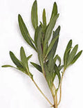 Summer Savory Herb Seeds - 500+ Non-GMO Heirloom Seeds for Culinary Gardening - Satureja hortensis