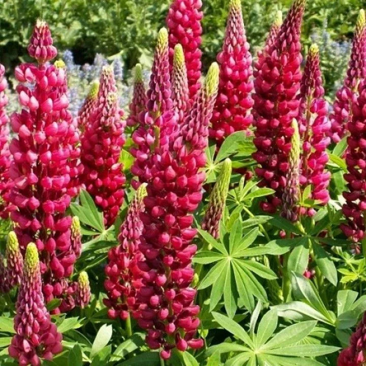 Red Russell Lupine Seeds - My Castle Variety, Colorful Red Blooms, Lupinus polyphyllus, Garden Seeds, Easy to Grow, Free Shipping