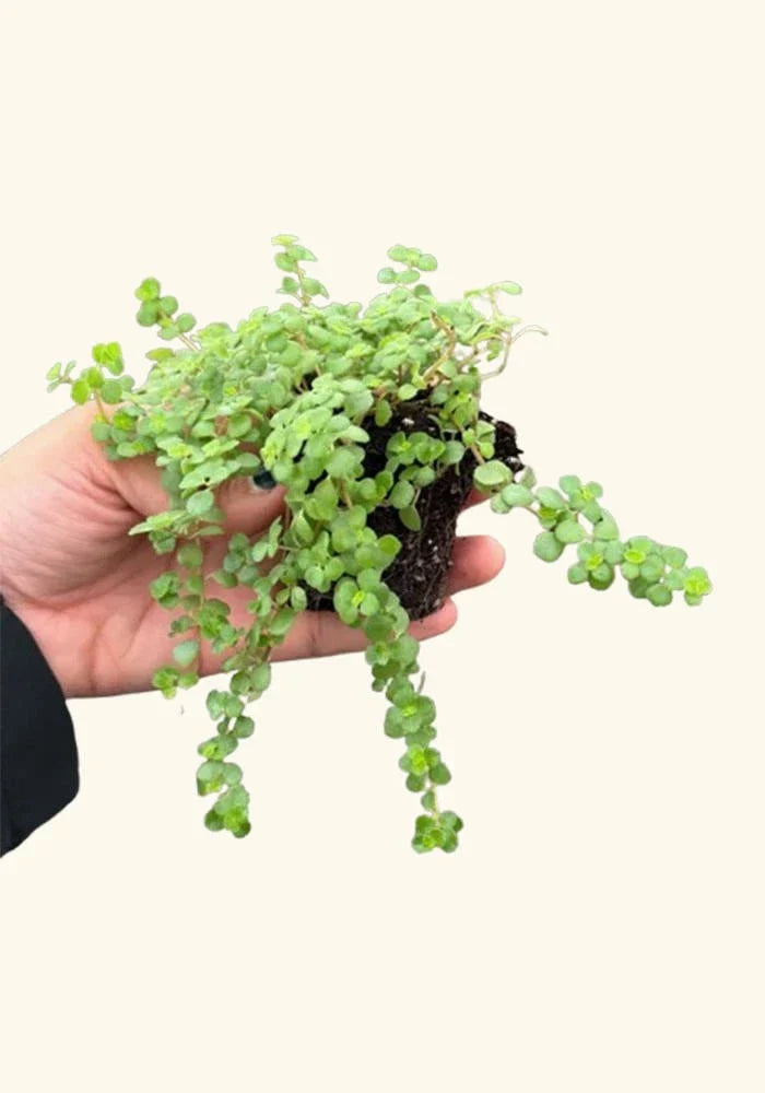 Pilea Tiny Tears Rooted Starter Plant – Low Maintenance Indoor Houseplant – Pilea Peperomioides, Easy Care, Decorative Greenery