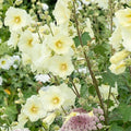 Alcea Rugosa Hollyhock Seeds – Perennial Flower Seeds for Gardens & Borders – 25 Pack, Vibrant Blooming Plants