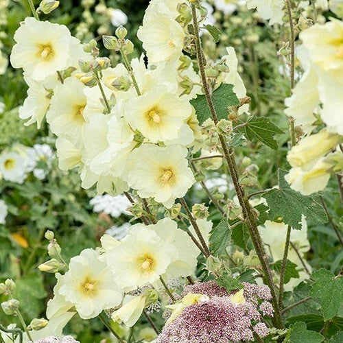 Alcea Rugosa Hollyhock Seeds – Perennial Flower Seeds for Gardens & Borders – 25 Pack, Vibrant Blooming Plants