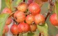 Evereste Crabapple Seeds - 25+ Pack for Garden Planting, Malus 'Evereste', Deciduous Tree, Full Sun, USA