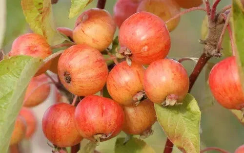 Evereste Crabapple Seeds - 25+ Pack for Garden Planting, Malus 'Evereste', Deciduous Tree, Full Sun, USA