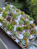 Assorted Succulent Cuttings - 25 Varieties for DIY Arrangements and Party Favors - Succulent Propagation Plants