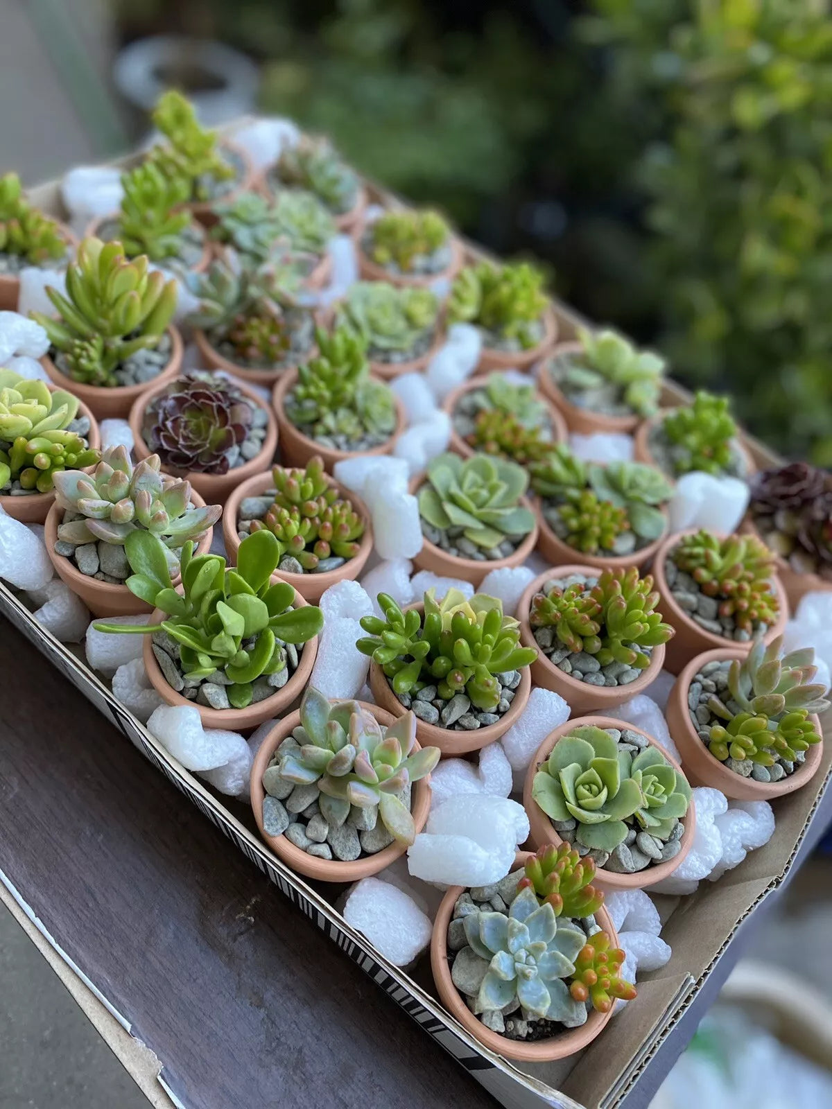 Assorted Succulent Cuttings - 25 Varieties for DIY Arrangements and Party Favors - Succulent Propagation Plants