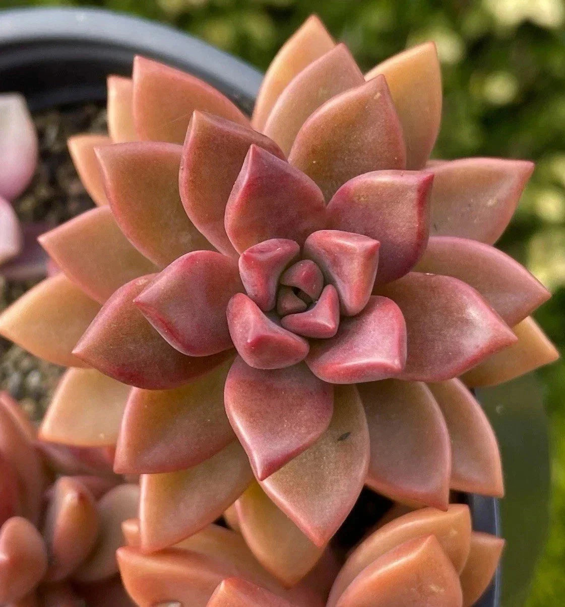 Graptosedum Alpenglow Bronze Succulent - 2-Inch Live Plant for Home Decor & Gift - Crassulaceae, Low Maintenance