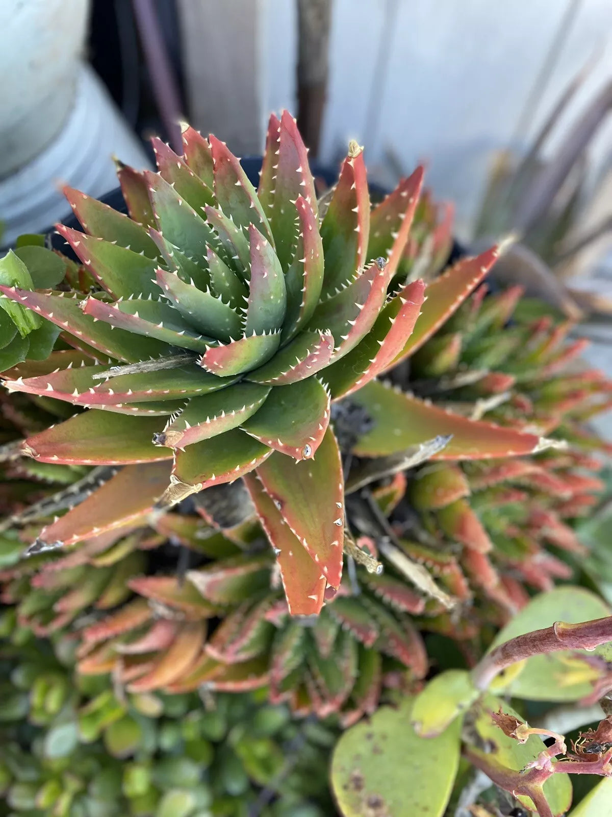 Indoor Plant Bundle - Assorted Low Light Houseplants Including Spider, Pothos, Snake - Chlorophytum comosum, Epipremnum aureum, Sansevieria trifasciata