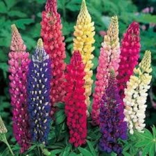 Lupine Seeds 40 Count Russell Mix Perennial Flower Lupinus polyphyllus Russell for Borders & Pollinator Gardens