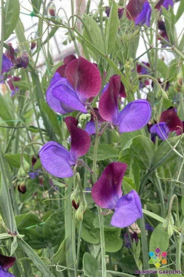Cedric Morris Sweet Pea Seeds – 50 Pack for Garden Planting, Lathyrus odoratus, Fragrant Climbing Vine, USA Sourced