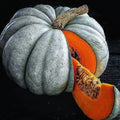 Jarrahdale Blue Pumpkin Seeds Pack of 15 | Cucurbita maxima | Unique bluish-gray pumpkins for culinary and decoration
