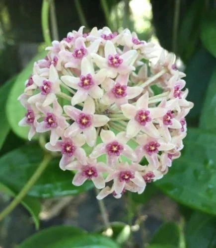 Hoya hanhiae Plant in 2.5" Pot, Trailing Indoor Houseplant, Fragrant Flowers, Waxy Foliage, Low Maintenance, Air-Purifying