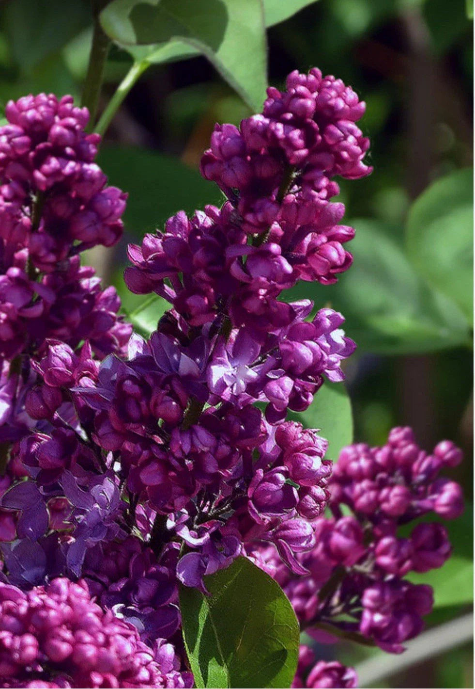 Congo Lilac Starter Plant 4-8” | Syringa Vulgaris Fragrant Purple Flowers