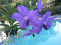 Vanda Orchid Pachara Delight Blue Purple in Spike – Exotic Tropical Plant, 6-Inch Pot, Epiphytic, Indoor Outdoor