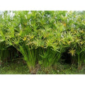 Live Umbrella Palm Plant - Cyperus alternifolius Tropical Pond Plant