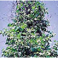 Hops Seeds 20+ Non-GMO Climbing Vine for Brewing & Garden Humulus lupulus