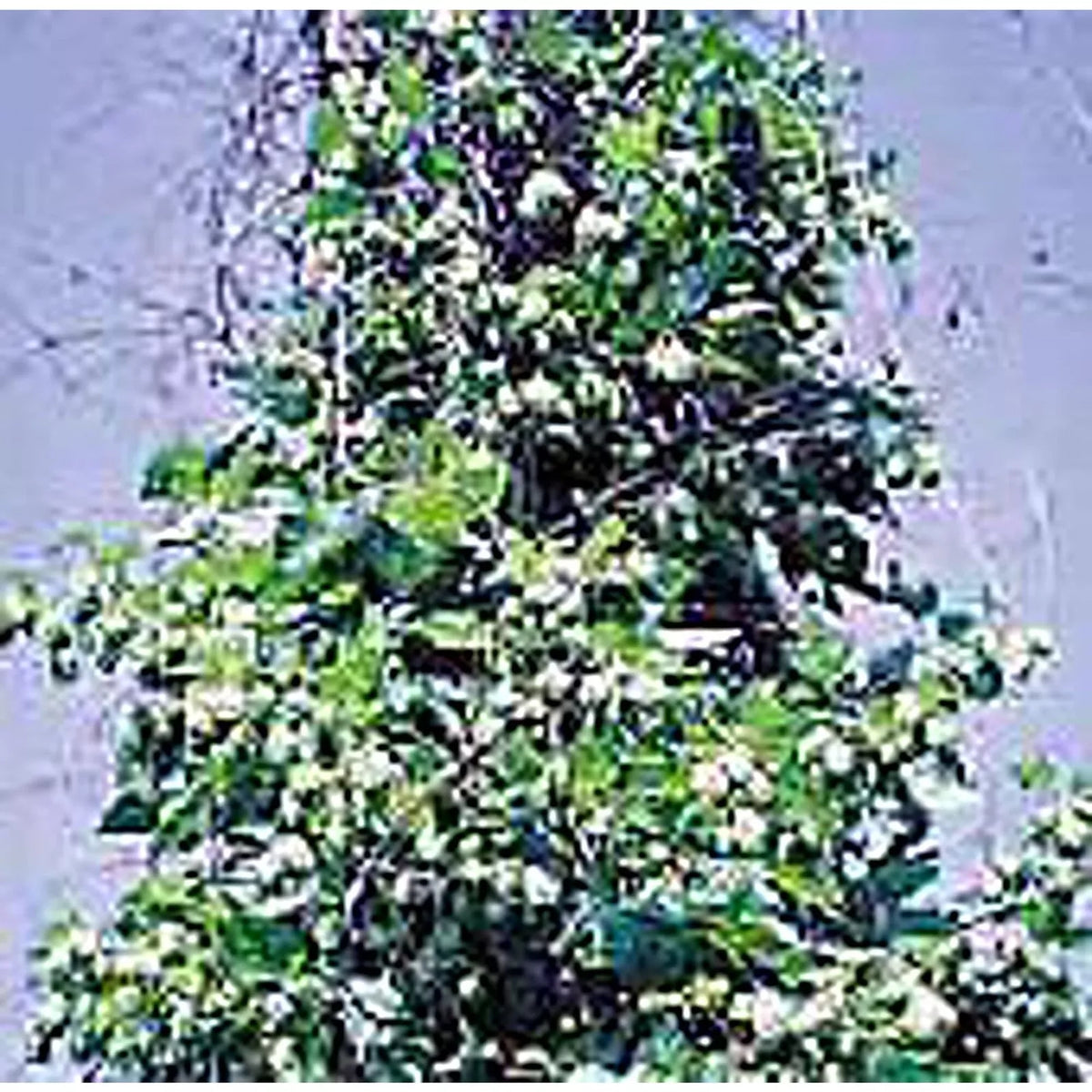 Hops Seeds 20+ Non-GMO Climbing Vine for Brewing & Garden Humulus lupulus