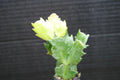 Christmas Cactus Plant - Potted 4-inch Schlumbergera truncata Indoor Succulent for Holiday Decor