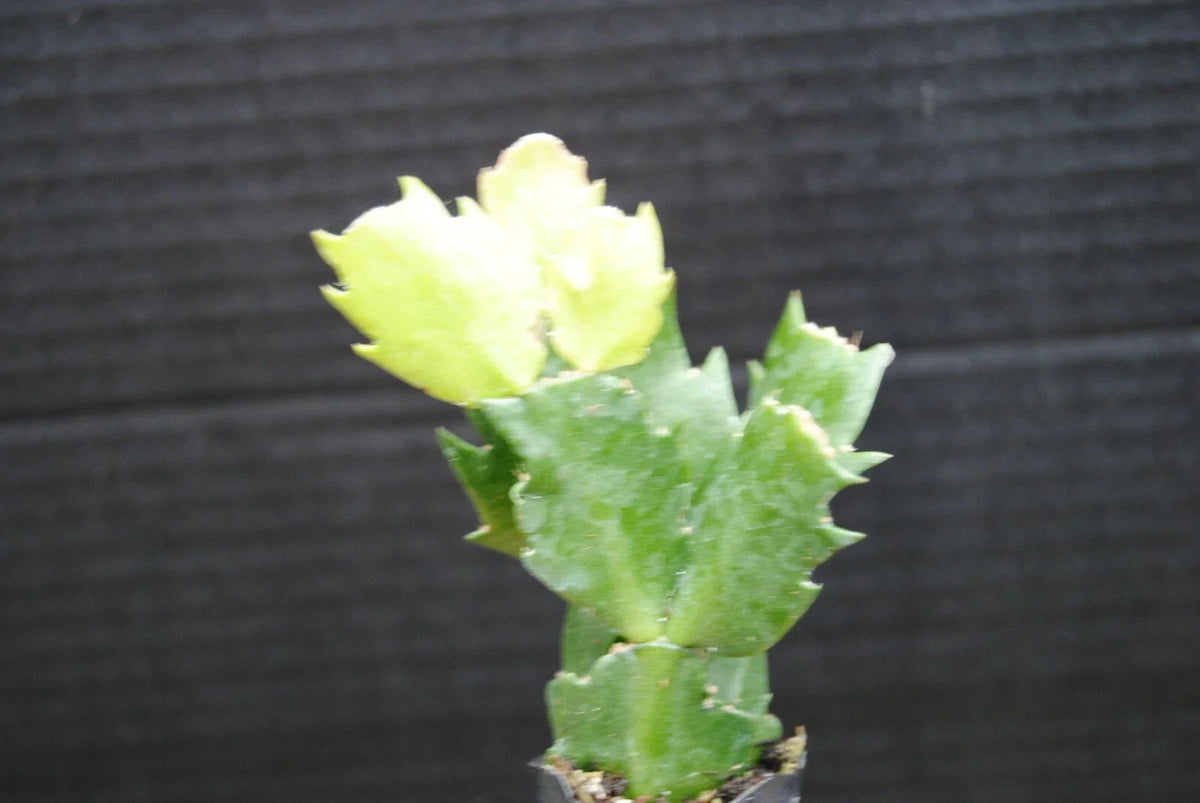 Christmas Cactus Plant - Potted 4-inch Schlumbergera truncata Indoor Succulent for Holiday Decor