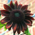 Chocolate Cherry Sunflower Seeds – Dark Red Helianthus annuus Garden Flower Seeds, 50 Non-GMO Seeds for Full Sun, Attracts Pollinators