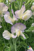 Dragonfly Sweet Pea Seeds - 50 Pack, Fragrant Climbing Flowers, Lathyrus odoratus, Garden Planting, Full Sun, Fences & Trellises