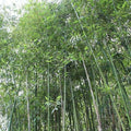 Giant Japanese Timber Bamboo Seeds, Phyllostachys bambusoides, Privacy Climbing Garden Seeds, Fast-Growing Bamboo for Landscaping