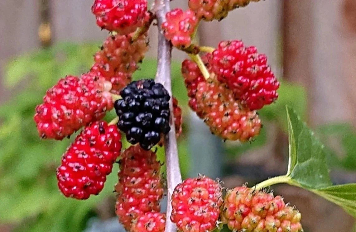 Red Mulberry Live Plant - 16-24" Tall - Well Rooted Bare Root - Morus rubra