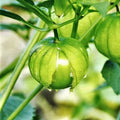Tomatillo Seeds | Toma Verde | Green Mexican Husk Tomato | Physalis philadelphica | Non-GMO, Easy to Grow
