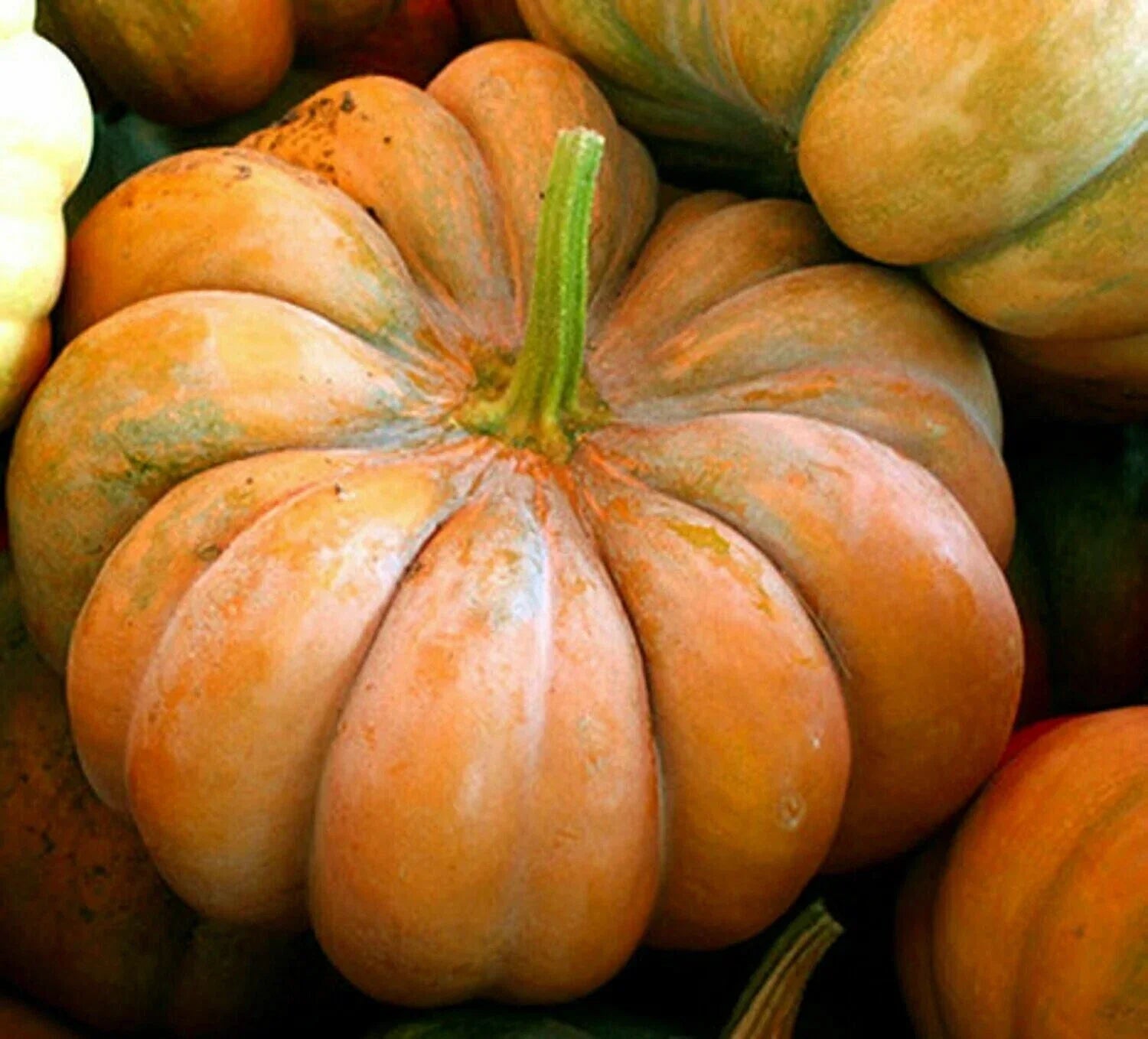 Musquee De Provence Pumpkin Seeds - Organic Heirloom Cucurbita moschata, Large Ribbed Orange-Brown Pumpkins, Gardening Seed Packet
