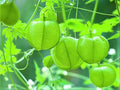 Love in the Puff Seeds - 10 Pack, Cardiospermum halicacabum, Edible Climbing Vine, Ornamental Plant Seeds