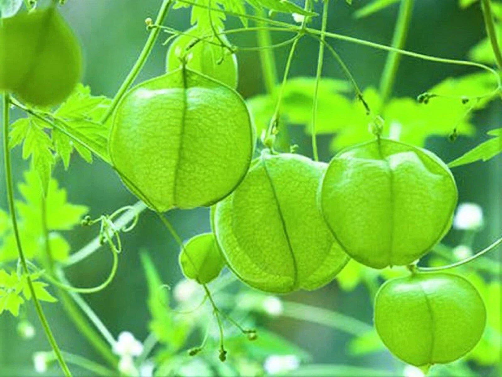 Love in the Puff Seeds - 10 Pack, Cardiospermum halicacabum, Edible Climbing Vine, Ornamental Plant Seeds