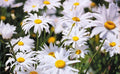 Shasta Daisy Seeds - Leucanthemum 'Alaska' Perennial Flower Seeds for Garden, 25 Count