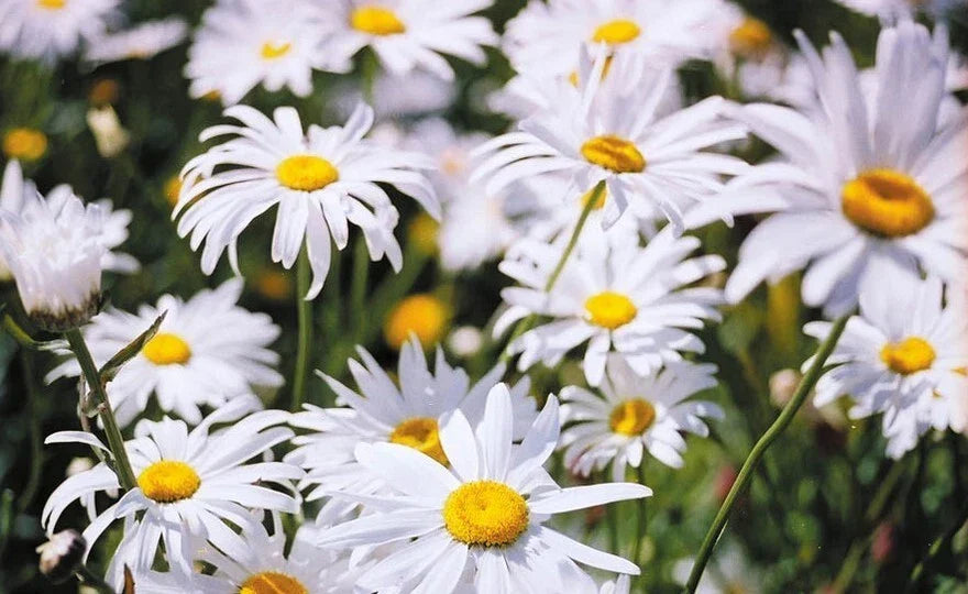 Shasta Daisy Seeds - Leucanthemum 'Alaska' Perennial Flower Seeds for Garden, 25 Count