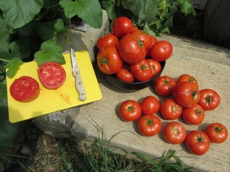 Homestead Tomato Seeds - 120+ Heirloom, Non-GMO, Drought-Resistant Solanum lycopersicum, Indeterminate, Packaged Seeds