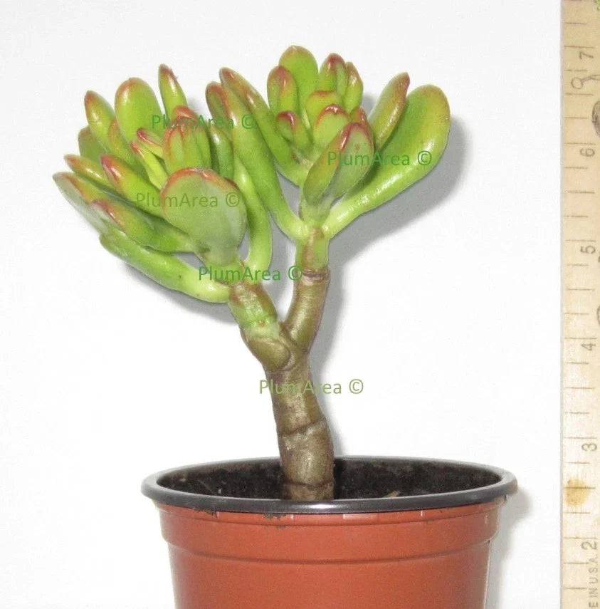 Unrooted Succulent Cutting 4" Crassula Ovata 'Gollum' Hobbit Jade Plant for Indoor Gardening