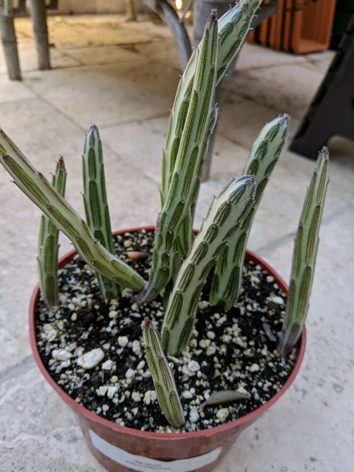 Succulent Plant - 1 Rooted Stem - Kleiniia senecio stepiliformis - Pickle Plant with Unique Green Leaves