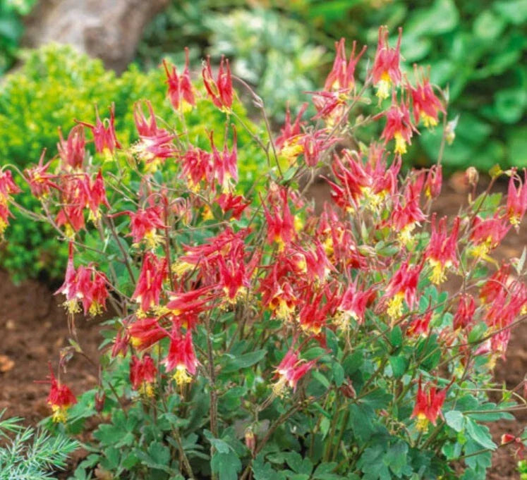 Columbine Seeds 500 Count - Eastern Red Perennial Aquilegia canadensis for Pollinator Gardens, Shade, Butterfly & Hummingbird Attracting