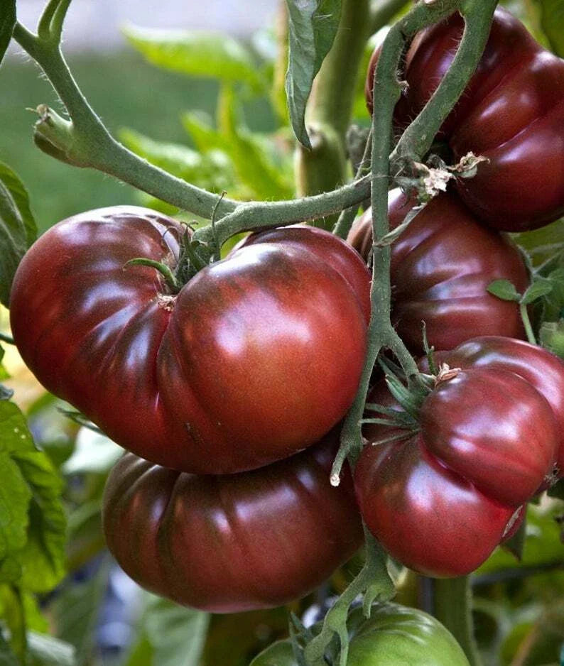 Black Brandywine Tomato Seeds - Non-GMO Heirloom Beefsteak with Potato Leaf, Solanum lycopersicum, 15 Seeds