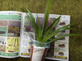 Rare Shamrock Spider Plant 4-Inch Pot Chlorophytum comosum Green Indoor Houseplant Air Purifying